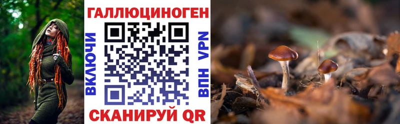 Псилоцибиновые грибы Psilocybine cubensis  Десногорск 