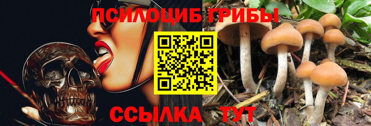 Псилоцибиновые грибы Psilocybine cubensis Десногорск